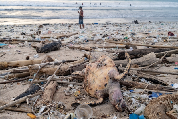 발리 쿠타 해변에 밀려든 쓰레기 사이에서 바다거북의 사체가 보인다../EPA 연합뉴스