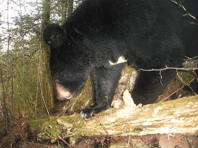 아시아흑곰으로도 불리는 반달가슴곰은 서식지에 숲이 많아야 하지만 판다의 거주지를 위해 숲이 사라지면서 거주지 또한 줄어들었다. 미시간주립대 제공
