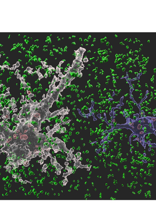 뇌에서 뉴런을 도와 뇌 항상성 유지 역할을 수행하는 세포인 별아교세포(하얀색)와 미세아교세포(파란색)가 시냅스를 제거하고 있는 이미지. <삼성전자 제공>