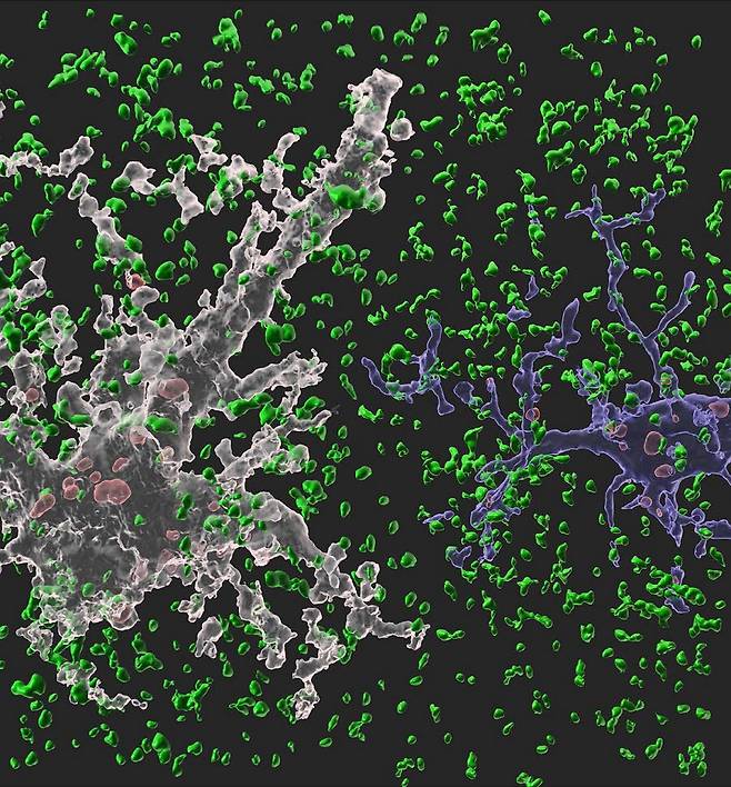 네이처에 실린 연구 관련 이미지. 흰색 별아교세포와 파란색 미세아교세포가 시냅스를 제거하는 모습이다. 정상 시냅스는 녹색, 이미 제거된 시냅스는 붉은색으로 표시됐다.