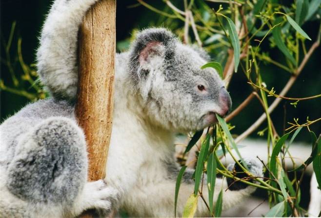 코알라가 유칼립투스 나무를 붙잡고 잎을 먹고 있다. 코알라의 개체수가 늘어나면서 주식인 유칼립투스 숲이 파괴되자 호주 정부는 피임약 처방이라는 조치를 취했다. 위키피디아 제공