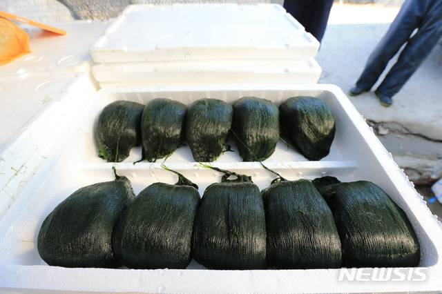 [완도=뉴시스]구길용 기자 = 전남 완도군은 6일 겨울철 별미인 ‘완도 매생이’가 고금면, 약산면 등에서 본격 채취되고 있다고 밝혔다. (사진=완도군 제공). 2021.01.06. kykoo1@newsis.com