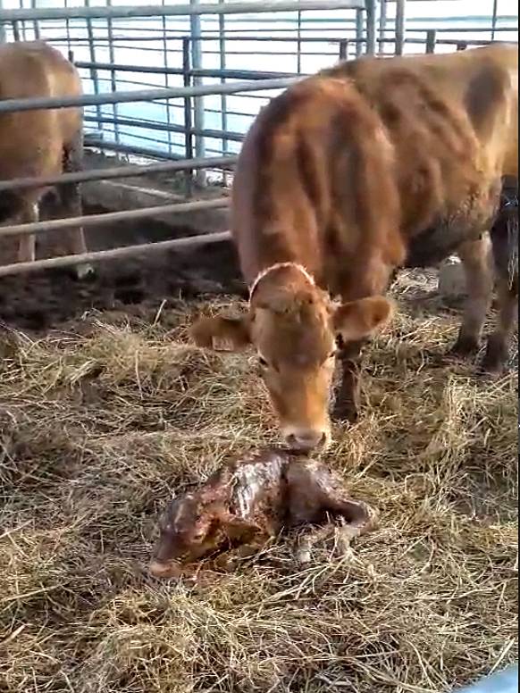 무인도에서 구조된 소,  암송아지 출산