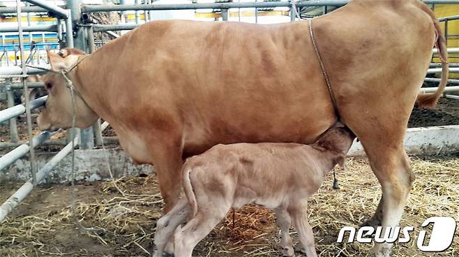 장흥군에서 수정란 이식으로 출산한 새해 첫 혈통 송아지(장흥군 제공)/뉴스1 © News1