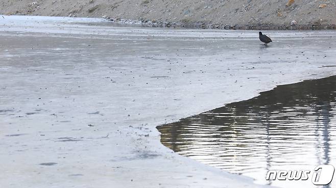 7일 오후 부산 북구 낙동강 지류가 한파로 얼어 붙어 있다. 2021.1.7/뉴스1 © News1 여주연 기자