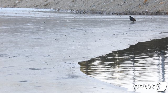 7일 오후 부산 북구 낙동강 지류가 한파로 얼어 붙어 있다. 2021.1.7/뉴스1 © News1