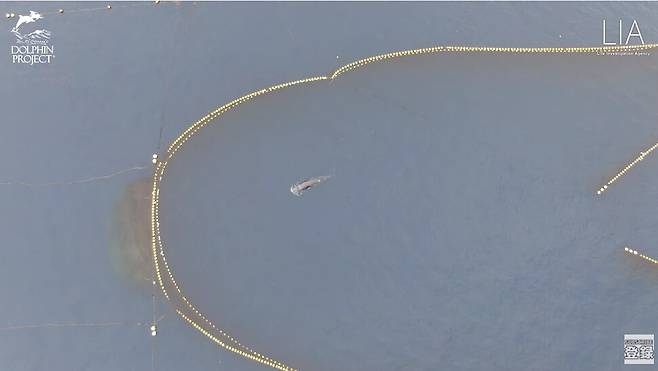 혼획 13일째인 지난 6일 촬영된 밍크고래. 정치망의 가장 끝쪽 그물로 옮겨졌다. LIA 제공
