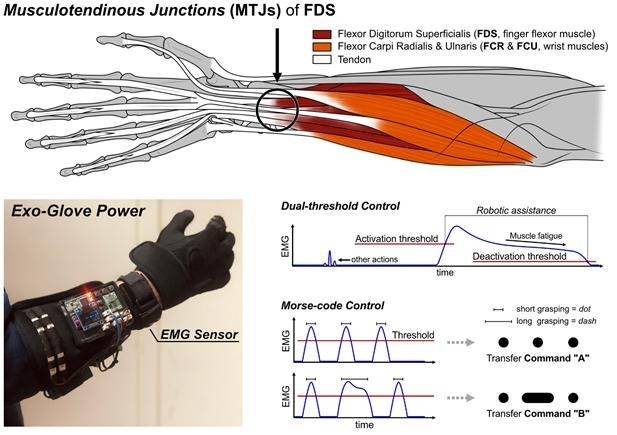 흔히 근육 중심부에 부착한 센서를 통해 감지한 근전도(EMG) 신호는 근육의 활성화 정도를 파악하거나 움직임 의도를 규명하는데 사용된다. 이번 연구에서는 선행연구들과 달리 근육 중심부가 아닌 천지굴곡근(Flexor digitorum superficialis, FDS)의 힘줄-근육 접합부(Musculotendinous Junction)에서 나오는 근전도 신호를 사용했다. 이 위치에서 나오는 신호를 통해 사용자가 물체를 단단히 쥐려는 의도를 하나의 센서만으로 감지할 수 있으며, 감지 성능은 기존 방식과는 다르게 팔의 자세에 영향을 받지 않고 5개의 센서를 전완 근육에 부착한 경우보다도 우수하다. 이를 바탕으로 장갑형 로봇을 직관적으로 조작할 수 있는 방법을 고안했다. [서울대]