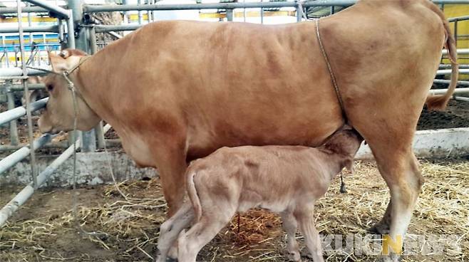 ▲ 장흥군이 OPU(생체 난자 흡입술)를 통해 수정란이 이식된 한우가 지난 4일 첫 혈통 송아지를 생산했다고 밝혔다.[사진=장흥군]
