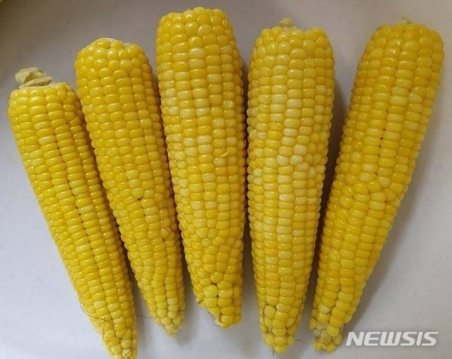 [괴산=뉴시스]황금맛찰옥수수. (사진=괴산군 제공) photo@newsis.com