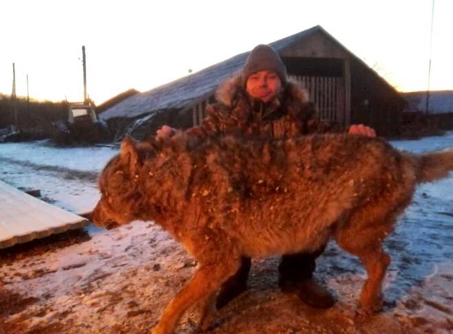 러시아 농부, 두 반려견 물어죽인 늑대 맨손으로 때려잡아(사진=eao.ru)