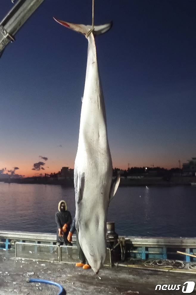 8일 오전 5시 10분쯤 경북 영덕군 남정면 부경항 약 4.8km해상에서 조업 중이던 정치망 어선(22톤) 선장 A씨가 그물에 걸려 죽은 밍크고래를 발견해 해경이 신고했다. 길이 5m4cm, 둘레2.45cm의 크기의 밍크 고래는 강구수협을 통해 6250만원에 위판됐다.(울진해양경찰서제공)2021.1.8/뉴스1 © News1 최창호 기자