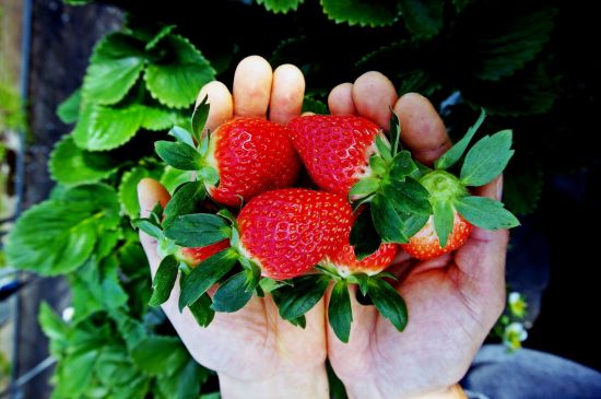 경남 밀양시 한 농가에서 생산된 딸기.(사진=밀양시)