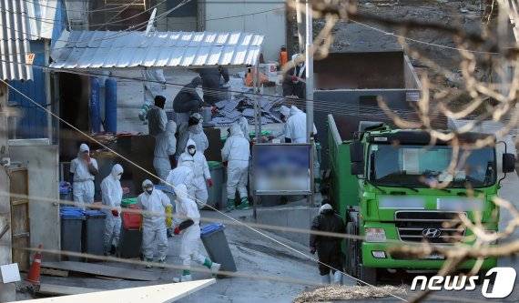 (김포=뉴스1) 정진욱 기자 = 조류인플루엔자 중앙사고수습본부(중수본)은 김포시 월곶면의 한 산란계 농장에서 고병원성 조류인플루엔자(H5N8)양성 판정이 나왔다고 31일 밝혔다. 방역관계자들이 산란계 농장에서 닭을 살처분 하고 있다. 2020.12.31/뉴스1 /사진=뉴스1화상