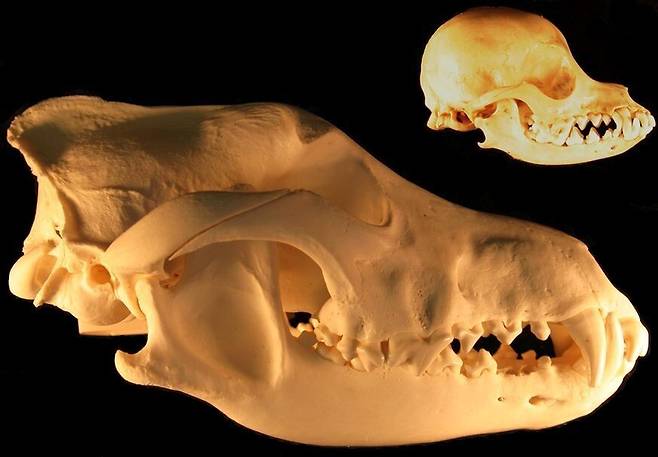 늑대(왼쪽)는 치와와(오른쪽)를 비롯한 수많은 품종의 개로 진화하면서 지구에서 수적으로 가장 성공한 포식자가 됐다. 그러나 언제 어디서 어떻게 가축화가 이뤄졌는지는 아직 논쟁거리다. 위키미디어 코먼스 제공.