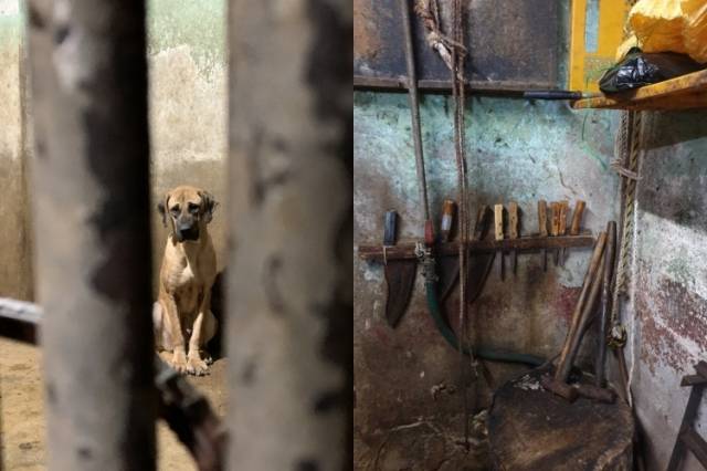 구조된 개와 적발된 건강원 내부. 부산동물사랑길고양이보호연대, 연합뉴스