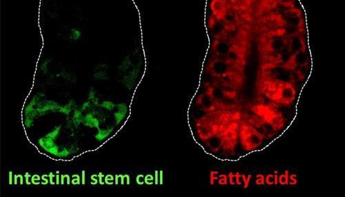 생쥐 장의 줄기세포와 지방산 지방산(적색)은 장 내벽 상피세포 재생에 중요한 역할을 한다.   그런데 장에 식이 지방이 너무 많으면 줄기세포(녹색)가 증가해 대장암 발생 위험이 커지는 것으로 보고됐다.  [미 러트거스대 제공]
