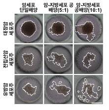 지방세포에 의한 암세포 이동현상.(자료=한국연구재단)