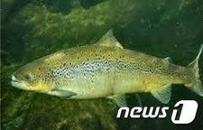 대서양 연어. (환경부 제공) © 뉴스1