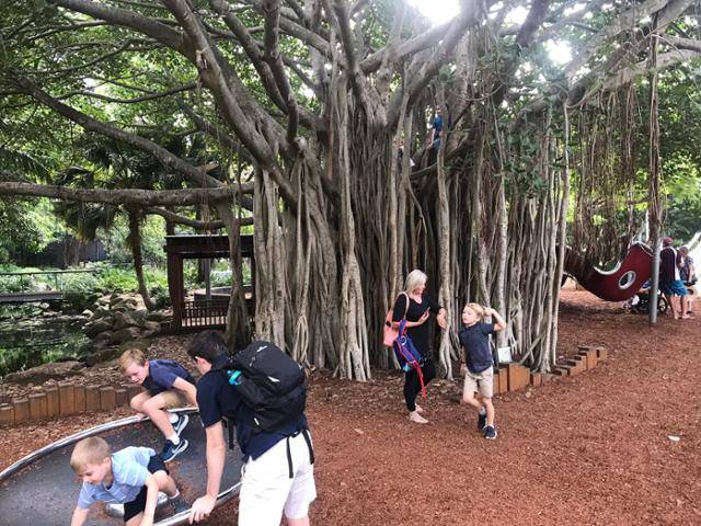 호주 브리즈번 사우스뱅크의 나무 자체를 놀이터로 삼은 장소에서 가족들이 즐거운 시간을 보내고 있다. 이동학 작가