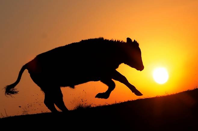 전북 정읍시 한 농장에서 황소가 일출을 맞이하고 있다. [사진=뉴시스]