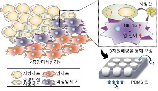 지방산-저산소유도인자 신호전달 체계 개념도 및 3차원 암미세환경 모델.[서울대 제공]