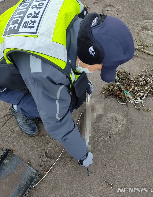 [제주=뉴시스]제주해양경찰이 제주 해안에서 발견된 상괭이 사체의 몸길이를 측정하고 있다. (사진=제주해양경찰서 제공) 2021.01.10. photo@newsis.com