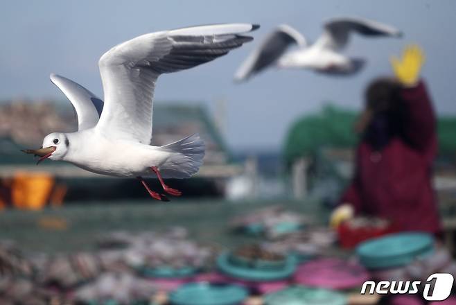 매서운 북극발 한파가 몰아친 8일 울산시 북구 정자항에서 어민들이 추위를 견디며 손질중인 도루묵을 갈매기가 훔쳐 날아가고 있다. 2021.1.8/뉴스1 © News1 윤일지 기자