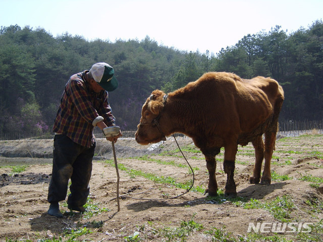 [서울=뉴시스]영화 '워낭소리'의 한 장면