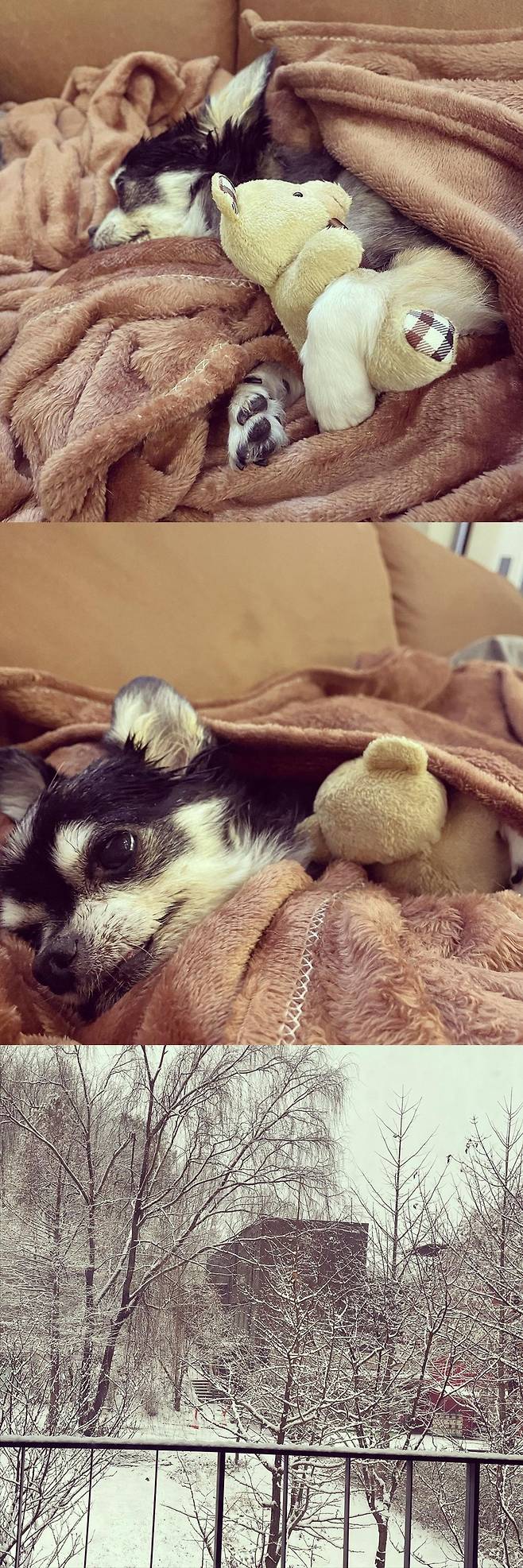 ▲ 구혜선 반려견 순대. 출처ㅣ구혜선 인스타그램