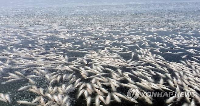 한파에 얼어붙은 숭어 (무안=연합뉴스) 11일 오전 전남 무안군 해제면의 한 양식장에서 숭어가 연일 이어진 한파에 동사해 물 위에 떠 오른 채 얼어 있다. 2021.1.11 [어민 제공. 재판매 및 DB 금지] pch80@yna.co.kr