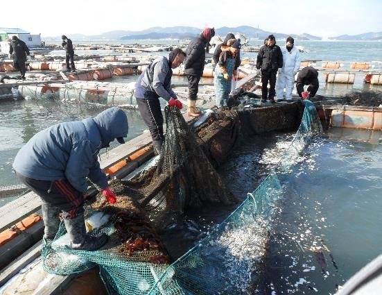 한파 피해 본 해상가두리 양식장 [해양수산부 제공. 재판매 및 DB금지]