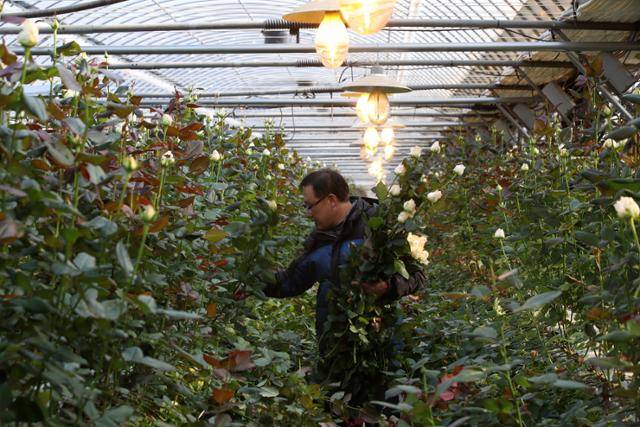12일 오후 전남 강진군 칠량면 땅심화훼영농조합법인의 한 화훼농가에서 농장주가 장미를 수확하고 있다. 코로나19의 장기화로 졸업식이 2년째 비대면으로 열리며 꽃의 수요가 줄어든 가운데 한파로 인한 난방비 증가로 화훼농가는 이중고를 겪고 있다. 연합뉴스