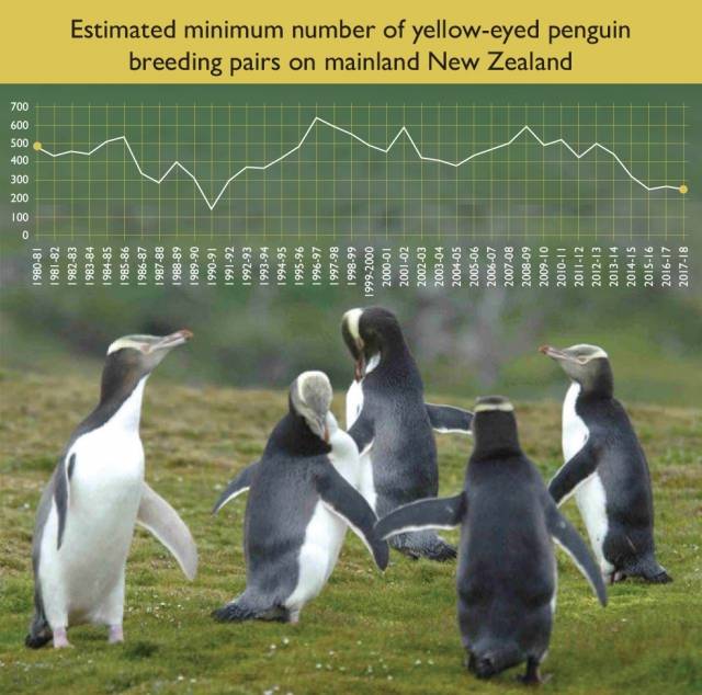 노란눈펭귄 트러스트 제공