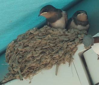 제비 둥지/사진=서울대