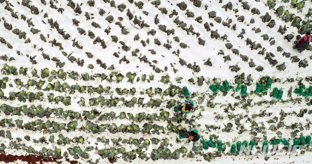 [무안=뉴시스] 류형근 기자 = 11일 오후 전남 무안군 해제면 보천마을에서 농민들이 눈 쌓여 있는 양배추를 수확하고 있다. 2021.01.11.hgryu77@newsis.com