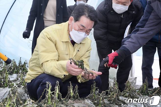 권익현 전북 부안군수는 11일 폭설로 인해 피해를 입은 관내 시설하우스 감자 냉해피해 현장을 찾아 피해상황을 점검하고 피해농가의 고충을 청취했다. © 뉴스1