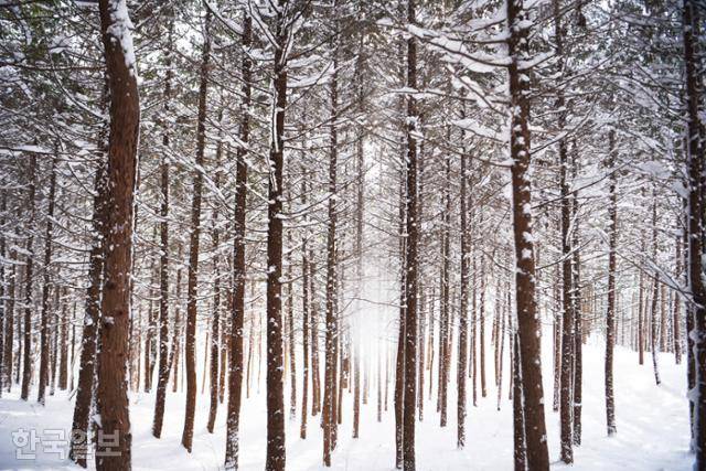 편백나무 사이로 가루눈이 흩날리면 신비로운 장면이 연출된다.