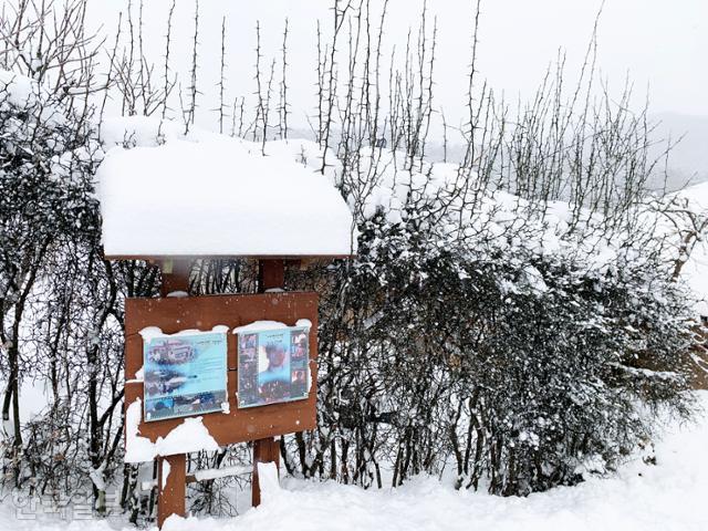 금곡영화마을 탱자나무 울타리 앞에 '태백산맥' 촬영지 안내판이 세워져 있다.