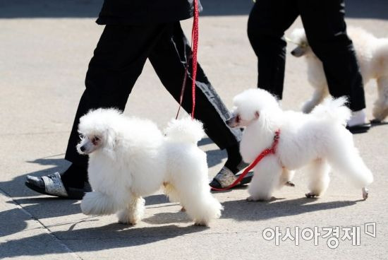 반려견과 산책. 사진은 기사 내용과 직접적인 관련이 없음.