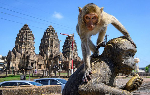 태국 경찰이 원숭이 통제력을 상실했다고 인정했다. 지난해 7월 데일리메일은 식량 공급원을 잃은 태국 원숭이들이 경찰도 통제할 수 없을 정도로 난폭해졌다고 전했다./사진=AFP 연합뉴스