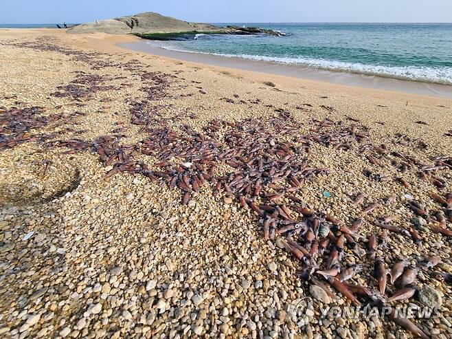 해변 뒤덮은 매오징어 (강원 고성=연합뉴스) 이종건 기자 = 14일 강원 고성군의 한 해변 백사장에 밀려 나온 매오징어 떼가 죽은 채 널려 있다. 매오징어는 성어가 돼도 크기가 7㎝ 정도인 것으로 알려져 있다.      2021.1.14 momo@yna.co.kr