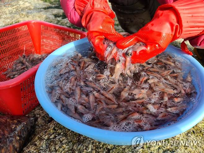 해변에 밀려 나온 매오징어 (강원 고성=연합뉴스) 이종건 기자 = 14일 강원 고성군의 한 해변에서 주민이 백사장으로 밀려 나온 매오징어를 주워 모아 손질하고 있다. 깊은 수심에서 서식하는 매오징어는 성어가 돼도 크기가 7㎝ 정도인 것으로 알려져 있다.      2021.1.14 momo@yna.co.kr