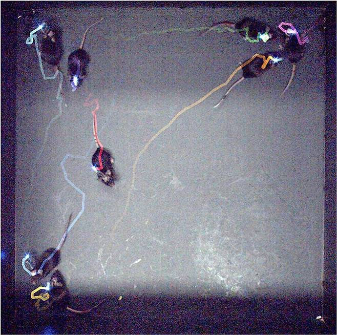 최지현 한국과학기술연구원(KIST) 뇌과학연구소 책임연구원 연구팀이 뇌 신호를 빛으로 나타내는 시스템 씨브레인(CBRAIN)을 개발해 생쥐가 집단 행동을 할 때 나타나는 뇌 신호를 분석했다. KIST 제공