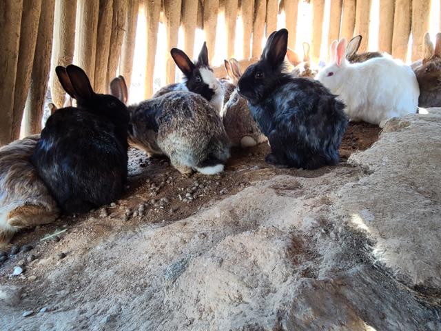 송도 센트럴파크 내 토끼섬에 살고 있는 토끼들. 토끼보호연대 제공