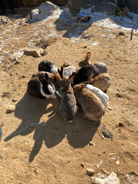 8일 송도 토끼섬에서 토끼들이 모여 밥을 먹고 있다. 토끼보호연대 제공