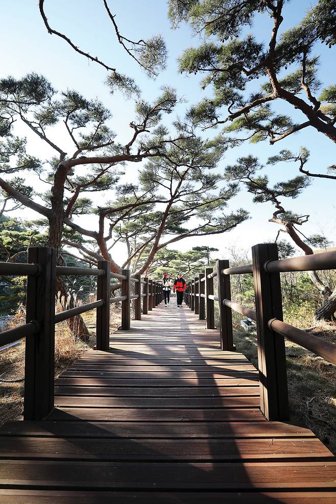 서포리의 웰빙숲 산책로. 해변 소나무 방풍림에 산책하기 좋은 데크를 설치해 놓았다.