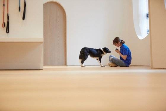 소노호텔&리조트, 반려동물 클래스 확대