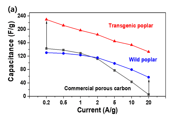 경희대가 형질전환 포플러나무를 이용해 에너지 저장용량을 늘린 슈퍼커패시터 소재를 발명했다. 형질전환 포플러나무는 야생 포플러나무에 비해 전력 저장량이 더 많다.