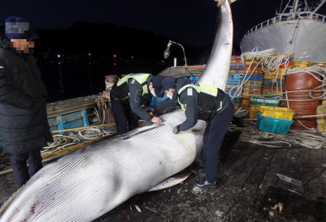 지난 8일 경북 영덕군에서 발견된 그물에 걸려 죽은 밍크고래 모습. 울진해양경찰서 제공